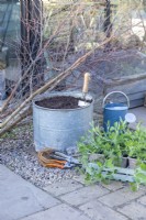 Metal basin containing compost, birch trees, watering can, wire, rope, pliers, secateurs and Lathyrus 'Matucana' - Sweet Peas laid out on the ground