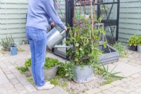 Woman watering Lathyrus 'Matucana' - Sweet Peas in container with birch ring support