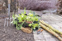 Lathyrus 'Geranium Pink', birch sticks, birch twigs, rope, wire, secateurs and digging fork laid out in bed