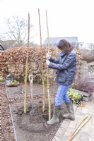 Woman placing the birch sticks in the ground in a circle