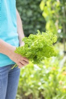 Woman holding a small bunch of Parsley 'Moss Curled'