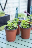 Parsley 'Moss Curled' seedling in pots