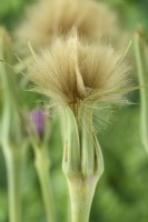 Tragopogon porrifolius  Salsify seed heads  July