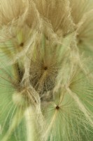 Tragopogon porrifolius  Salsify seed head  July