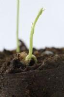 Lathyrus odoratus  Sweet pea seedling germinating in peat plug  March
