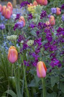 Tulipa 'Dordogne' and Lunaria annua, Honesty, in informal cottage garden border
