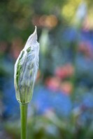 Bud of Allium siculum, Honeybells