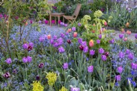 Tulips, 'Blue Amiable', 'Gavota' and 'Dordogne' in border with forget-me-nots, spring, cottage garden