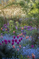 Tulips 'Dordogne', 'Negrita' and 'Blue Amiable' in a drift of forget-me-nots, spring cottage style border at Gravetye Manor, Sussex