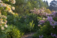 An azalea bank with simple path between shrubs, in spring