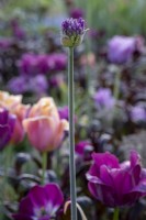 Allium 'Purple Sensation', bud