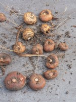 Crocosmia corms lifted and ready to share or replant