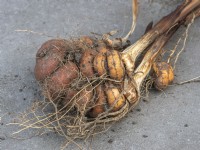 Crocosmia corms lifted and ready to share or replant