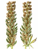 Lupinus  Lupin  Seed pods formed when flowers die  Composite picture  June