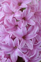 Hyacinthus orientalis  'Fondant'  Hyacinth  March