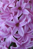 Hyacinthus orientalis  'Fondant'  Hyacinth  March
