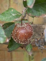 Monilinia fructigena, Brown Rot on apple