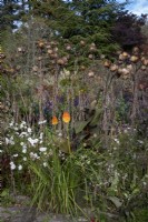 Informal overflowing autumnal borders with Kniphofia rooperi, Cosmos 'Purity' and Cardoon seed heads