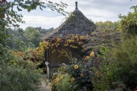 Paved path leading past tiled summerhouse with autumnal vine leaves climbing up to roof