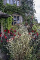 Erigeron annuus, daisy fleabane and Dahlia 'Dovegrove' with Canna behind, in autumnal cottage garden style border