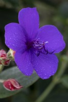 Tibouchina urvilleana, princess flower