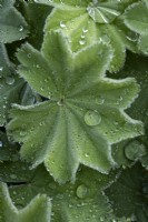 Alchemilla mollis, Lady's Mantle, foliage with rain drops