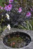Dahlia 'Magenta Star' , and Cosmos bipinnatus 'Purity' above tiny pond with miniature lily pads