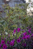 Dahlia 'Magenta Star' with Rosa moyesii 'Geranium' rosehips behind