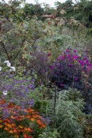Paved path leading through autumnal borders in cottage-style garden, with Dahlia 'Magenta Star', Fuchsia magellinca, Helenium 'Sahin's Early Flowerer' and Rosa moyesii 'Geranium' Rose hips