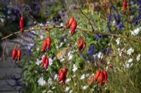 Rosa moyesii 'Geranium' hips in autumn