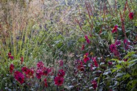 Stipa gigantea grass behind a clump of Dahlia 'Dovegrove' and Salvia confertiflora