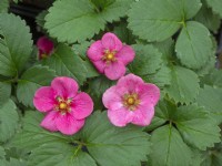 Fragaria x ananassa 'Viva Rosa' - Pink Flowering Strawberry