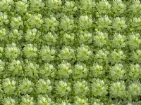 Saxifraga alpino 'Early lime' seedlings growing   tray  October Autumn