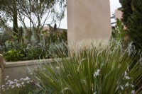 Detail of Mediterranean Garden with Dasylirion serratifolium, a sanctuary garden designed by Filippo Dester at the RHS Chelsea Flower Show 2023. Summer.