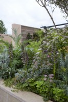 Hamptons Mediterranean Garden. Designer: by Filippos Dester.  RHS Chelsea Flower Show 2023. Plants include Melanoselinum decipiens, Acanthus spinosus and Rosa rugosa. Summer.