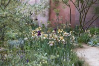The Nurture Landscapes Garden. Designer: Sarah Price. Chelsea Flower Show. Gold Medal. A garden using low carbon materials. Irises 'Benton Olive' and 'Benton Susan'. May. Summer.