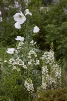Papaver somniferum 'Sissinghurst White' with Verbascum 'Flush of White'. Summer.