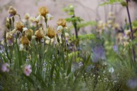 Iris 'Benton Susan'. June. Summer. The Nurture Landscapes Garden. Gold winner Chelsea 2023 Designer: Sarah Price.