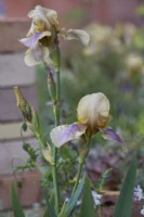 Iris 'Benton Olive'. June. Summer. The Nurture Landscapes Garden. Gold winner Chelsea 2023 Designer: Sarah Price.