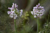 Allium siculum - syn. Nectaroscordum - Sicilian honey garlic. May.  Summer.