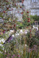 Rose hips of Rosa moyesii 'Geranium' hang above seed heads of Dierama pulcherrimum, Angel's Fishing Rod in autumn border