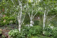 Betula utilis in shade garden at New Fulfen Cottage, Lichfield, June
