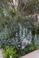 Drought tolerant plants in the Hamptons Mediterranean Garden, a sanctuary garden designed by Filippo Dester at the RHS Chelsea Flower Show 2023


