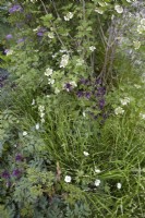 Woodland shade planting for foliage texture. Viburnum in flower underplanted with dark flowered Aquilegia atrata and ornamental grasses. Summer.