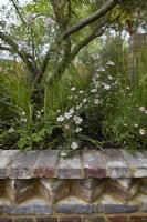 The Nurture Landscapes Garde. Designer: Sarah Price. A garden using low carbon materials. Wall made with low carbon hand made bricks. Rosa 'Arvensis'. May. Summer.