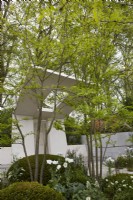 Memoria and GreenAcres Transcendence Garden. Designers: Gavin McWilliam and Andrew Wilson. Chelsea Flower Show 2023. Cantilevered pavilion with Gleditsia triacanthos trees. 