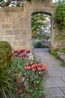 Gravetye Manor Hotel, spring, pots of tulips 'Gavota' and 'Dordogne' outside the gate to the formal garden