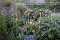 Tulips, 'Blue Amiable' and 'Dordogne' in border with forget-me-nots and honesty, spring, cottage garden