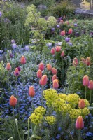 Tulips, 'Blue Amiable' and 'Dordogne' in border with forget-me-nots, euphorbia and angelica, spring, cottage garden