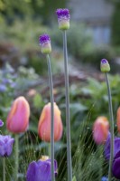 Allium 'Purple Sensation', bud